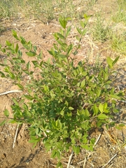Forestiera pubescens pubescens