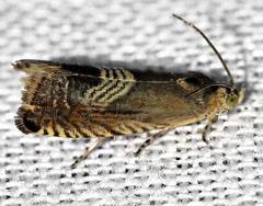 Grapholita tristrigana