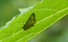 Crocidophora serratissimalis