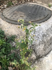 Galinsoga parviflora