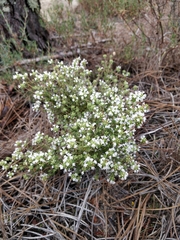 Thymus capitellatus