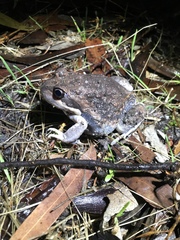 Limnodynastes dumerilii dumerilii