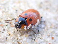 Gonioctena linnaeana