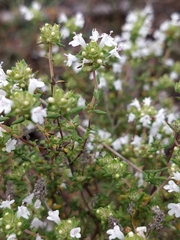 Thymus capitellatus