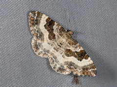 Epirrhoe rivata