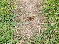 Aglais urticae