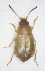 Eusphalerum luteum