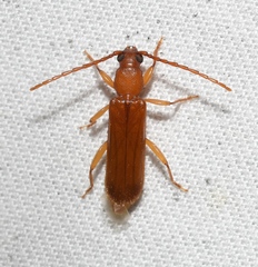 Smodicum cucujiforme