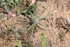 Ceratocarpus arenarius