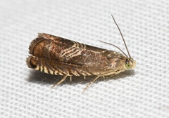 Grapholita tristrigana