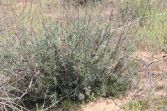Artemisia arenaria