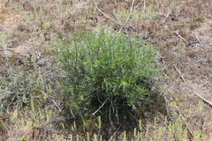 Artemisia arenaria