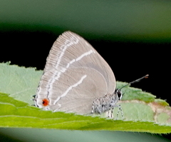 Strephonota ericeta