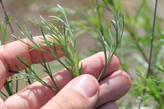 Artemisia arenaria