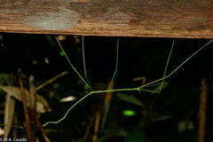Clitumninae