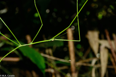 Clitumninae