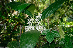 Corymborkis veratrifolia