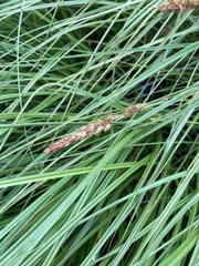 Carex sartwellii