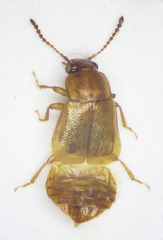 Eusphalerum luteum