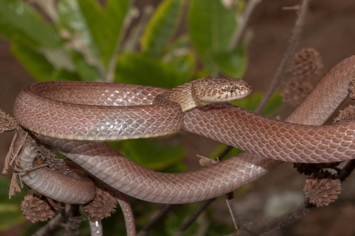 Photo of a Cross-barred Snake (Dipsadoboa aulica)