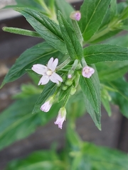 Epilobium ciliatum