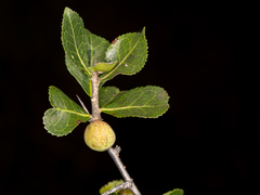 Commiphora glandulosa