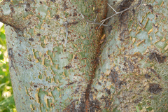 Commiphora glandulosa