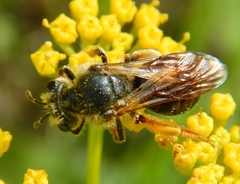 Andrena hippotes