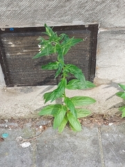 Epilobium ciliatum