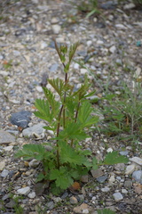 Geum macrophyllum perincisum
