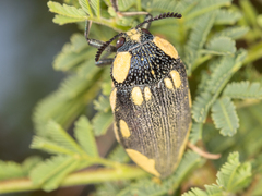 Sternocera orissa orissa