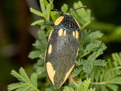 Sternocera orissa orissa