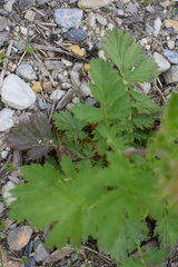 Geum macrophyllum perincisum