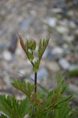 Geum macrophyllum perincisum