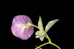 Ipomoea magnusiana image