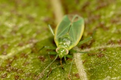 Lygocoris rugicollis