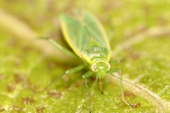 Lygocoris rugicollis
