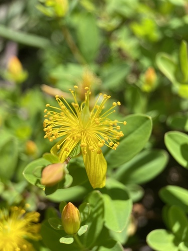 Buckley's St. Johnswort (Hypericum buckleii)