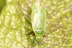 Lygocoris rugicollis