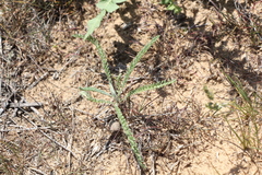 Achillea leptophylla