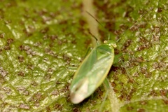 Lygocoris rugicollis