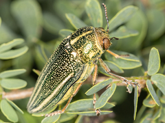 Amblysterna natalensis
