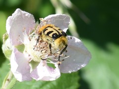 Trichius gallicus gallicus
