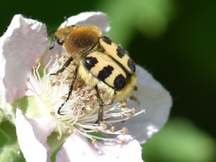 Trichius gallicus gallicus