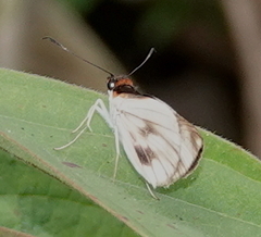 Vettius onaca