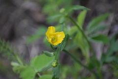 Ranunculus turneri