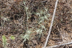 Ceratocarpus arenarius