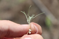 Ceratocarpus arenarius