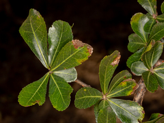 Commiphora glandulosa