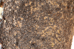 Commiphora glandulosa